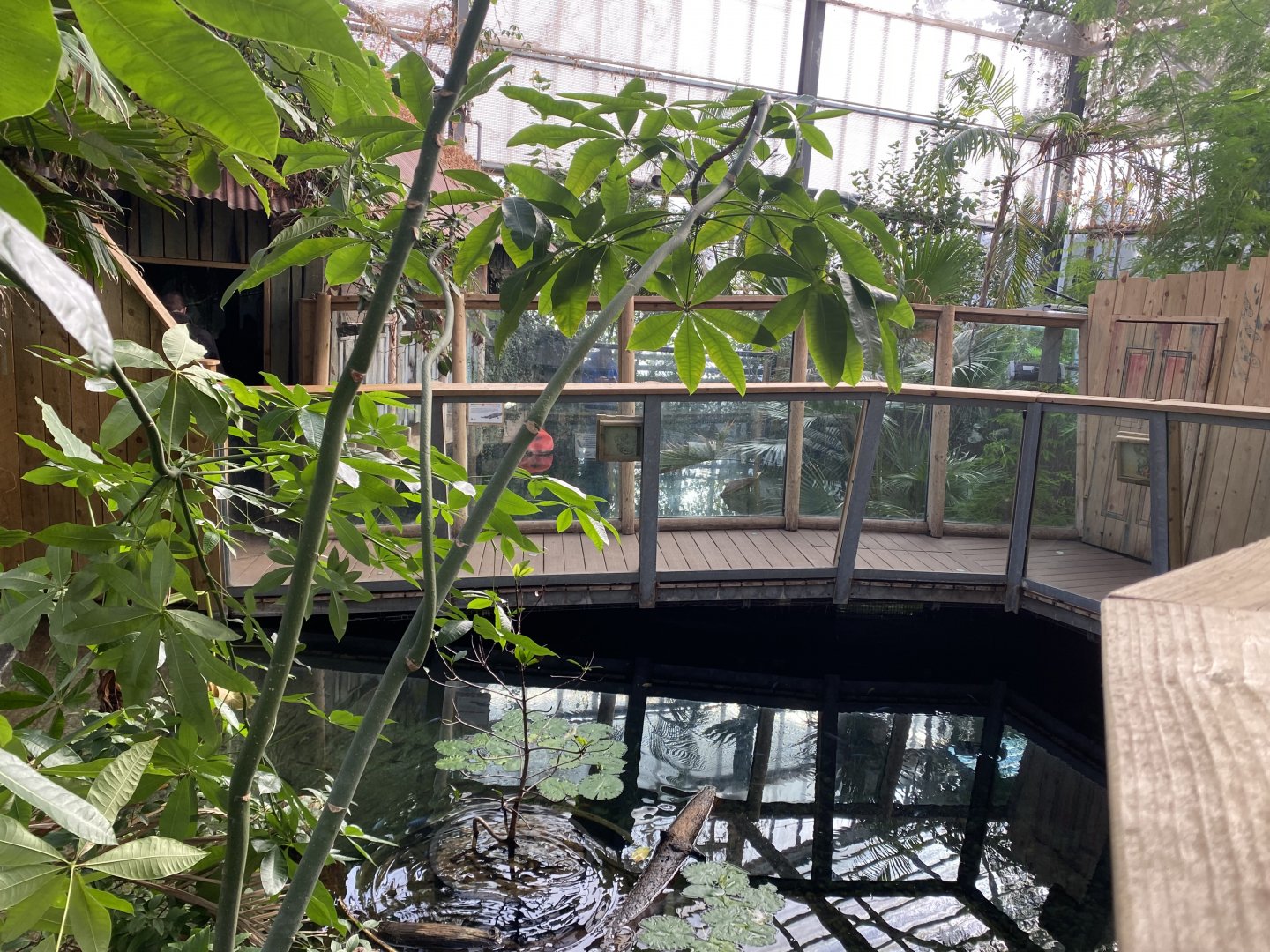 Crocodile Swamp 240222