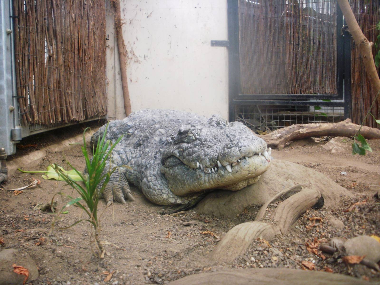 Crocodile Swamp - 27.07.2010