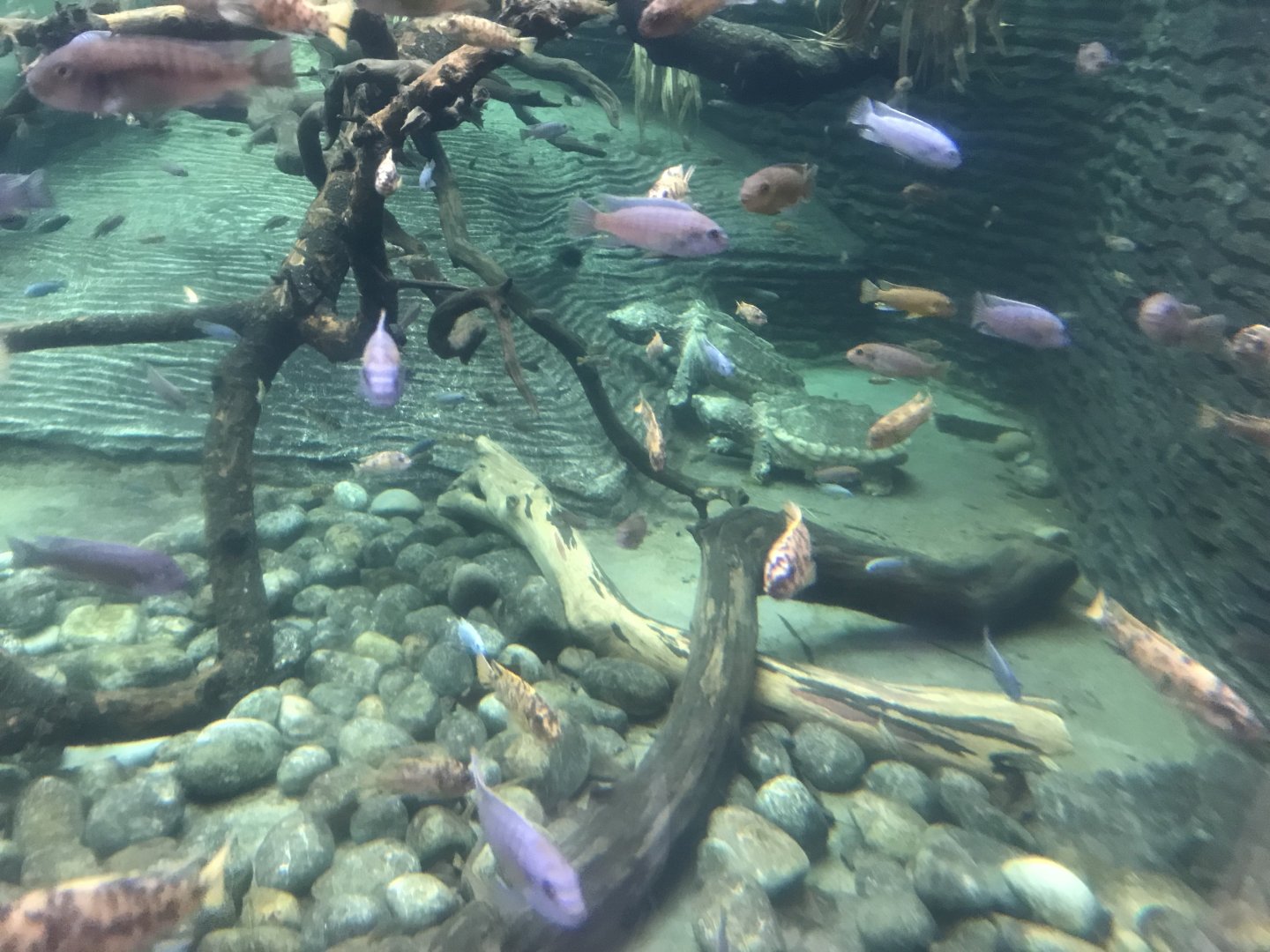 Crocodile Swamp - Alligator snapping turtles 050119