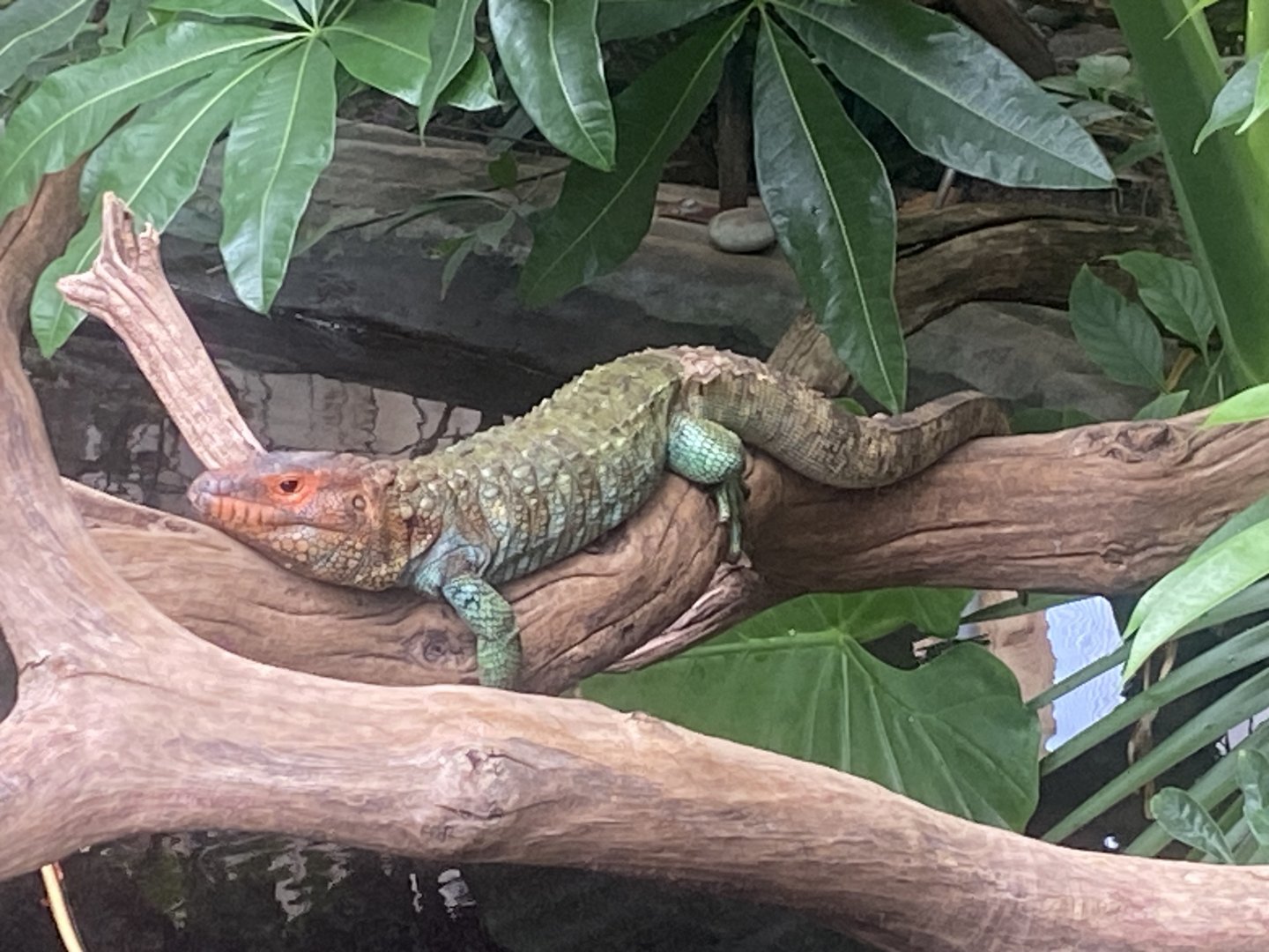 Crocodile Swamp - Caiman lizard 030925
