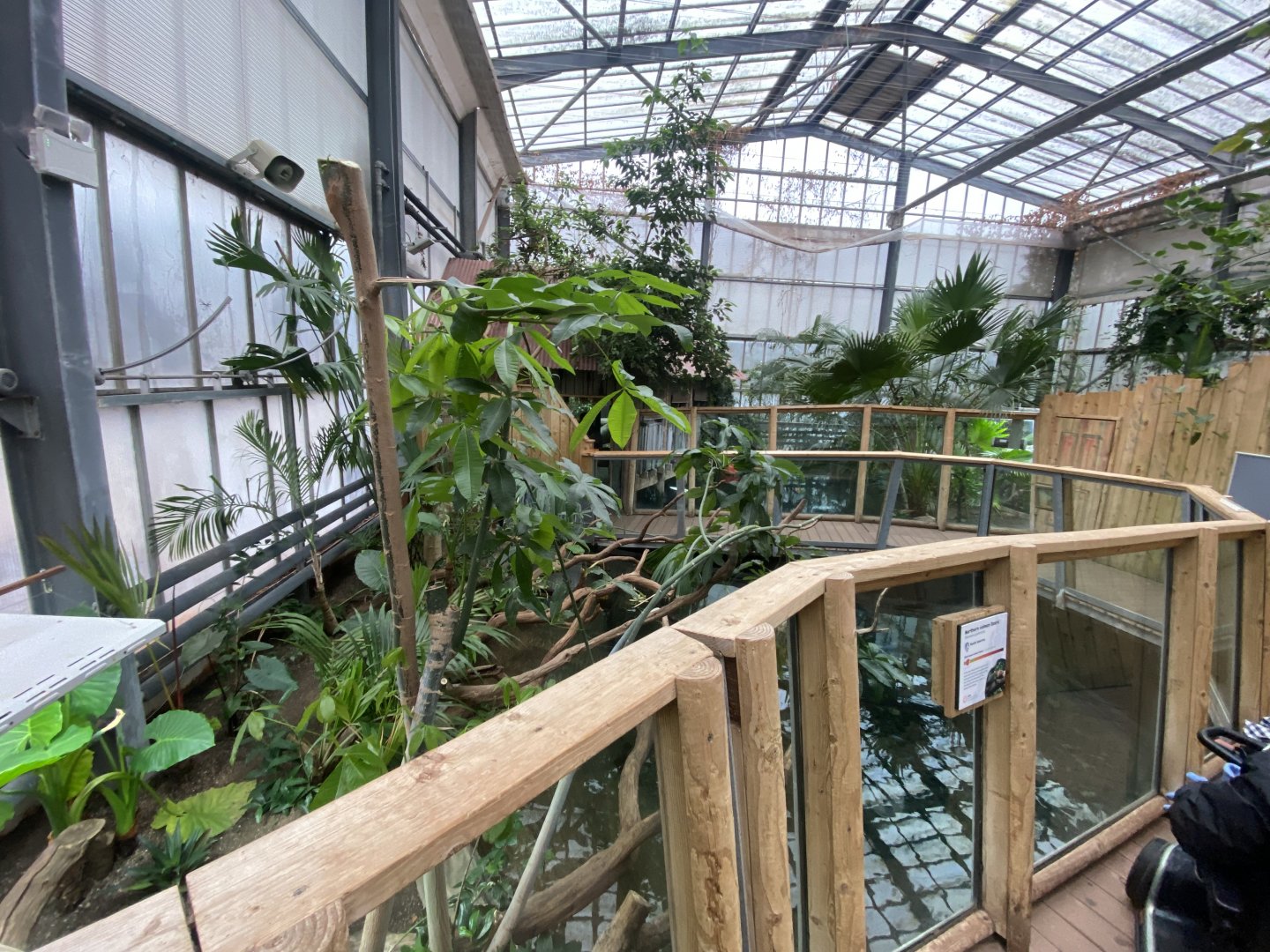 Crocodile Swamp - Caiman lizard exhibit 140225