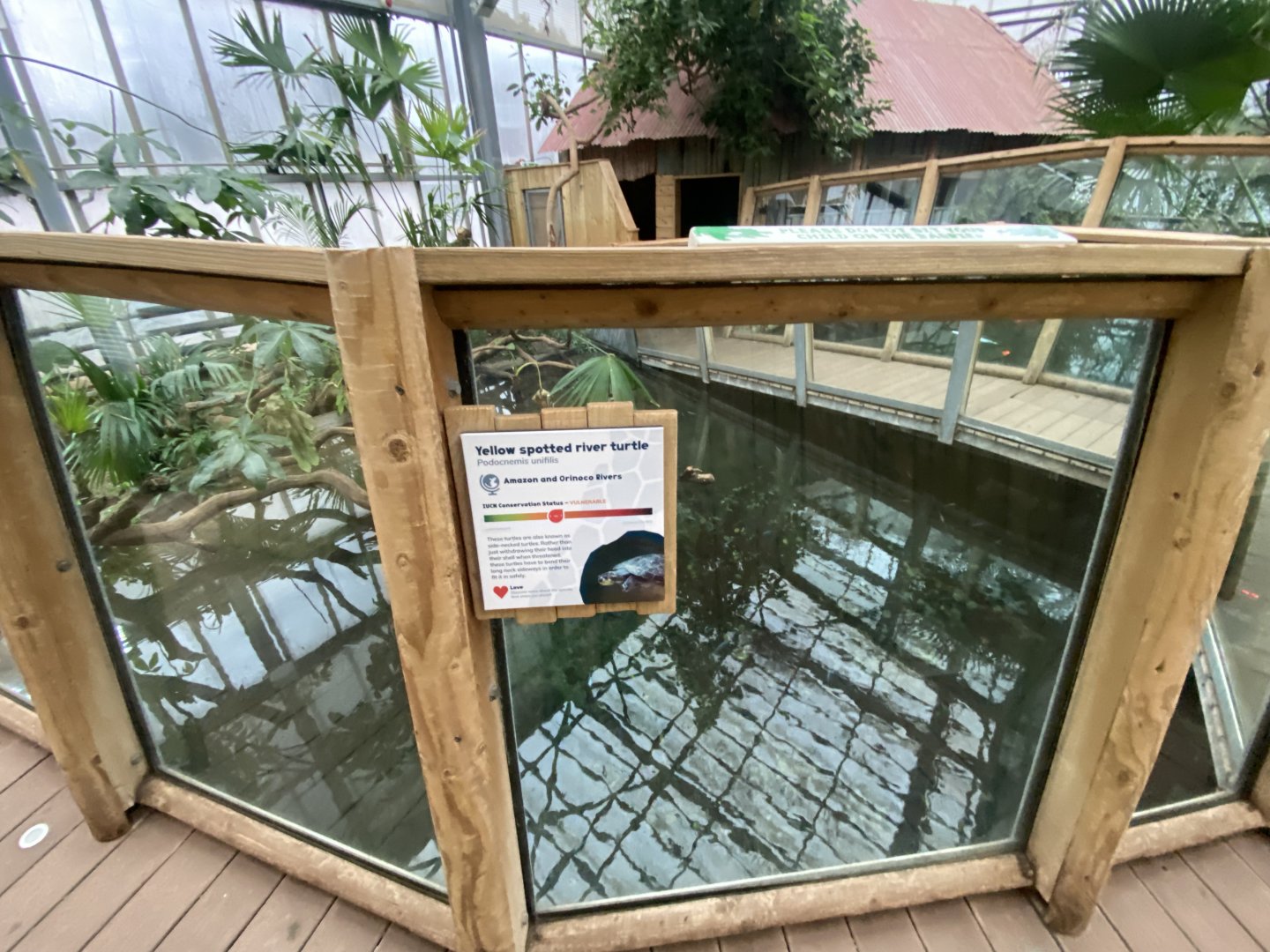 Crocodile Swamp - Caiman lizard exhibit 140225