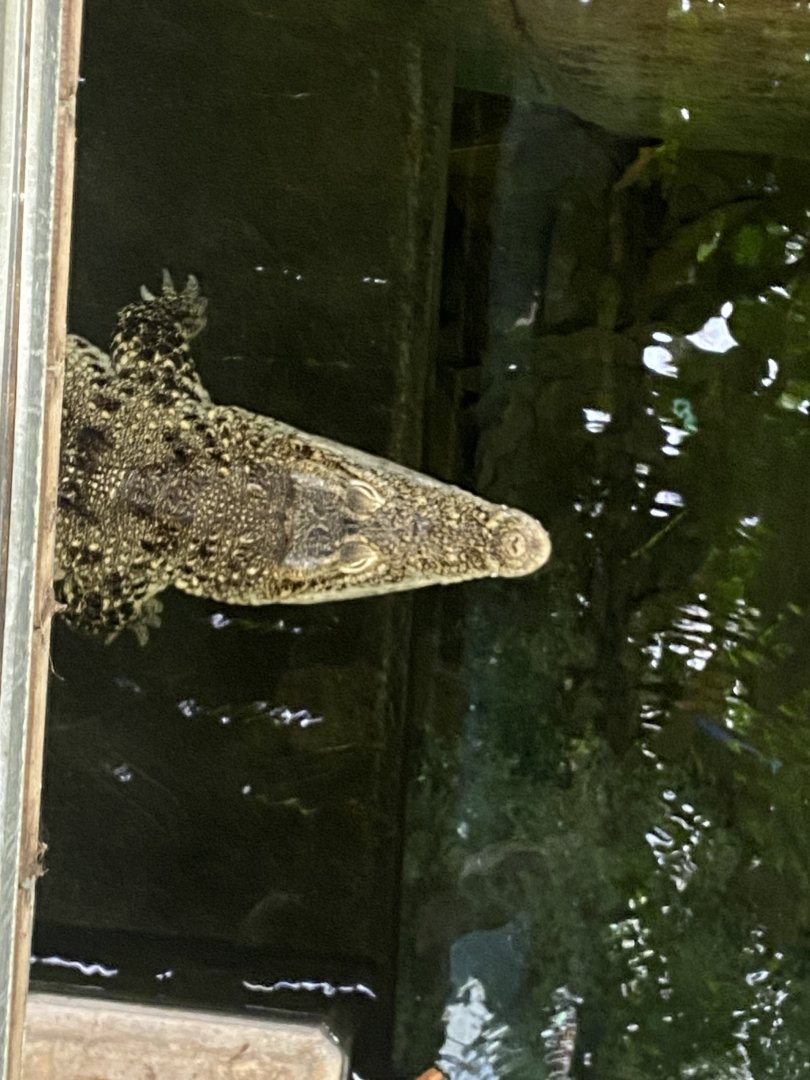 Crocodile Swamp - Cuban crocodile 030925