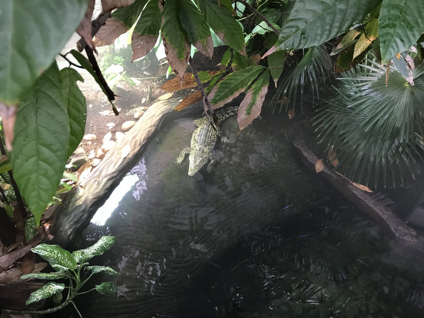 Crocodile Swamp - Cuban crocodile 050119