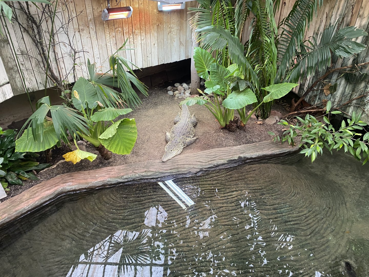 Crocodile Swamp - Cuban crocodile 140225