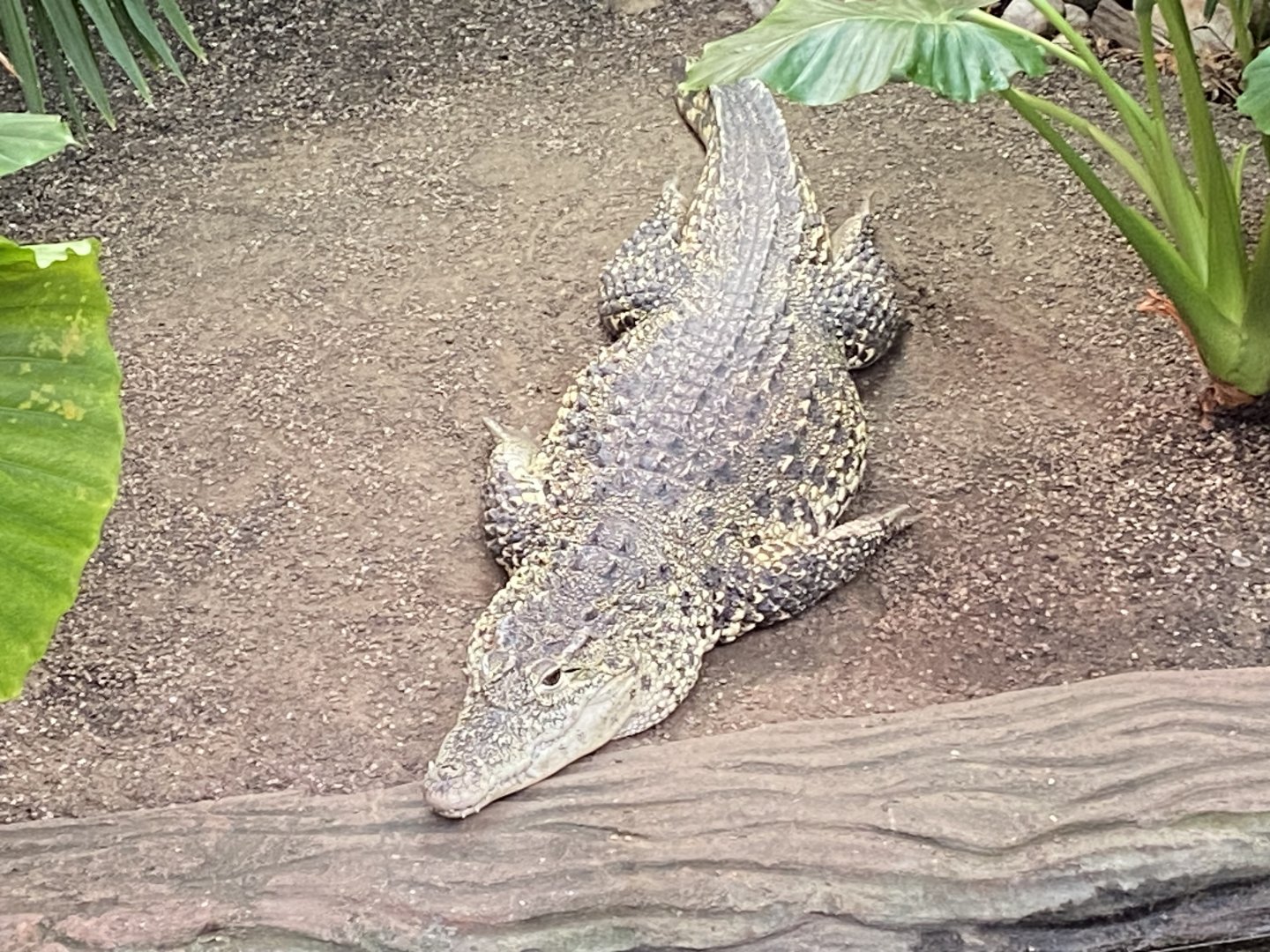 Crocodile Swamp - Cuban crocodile 140225