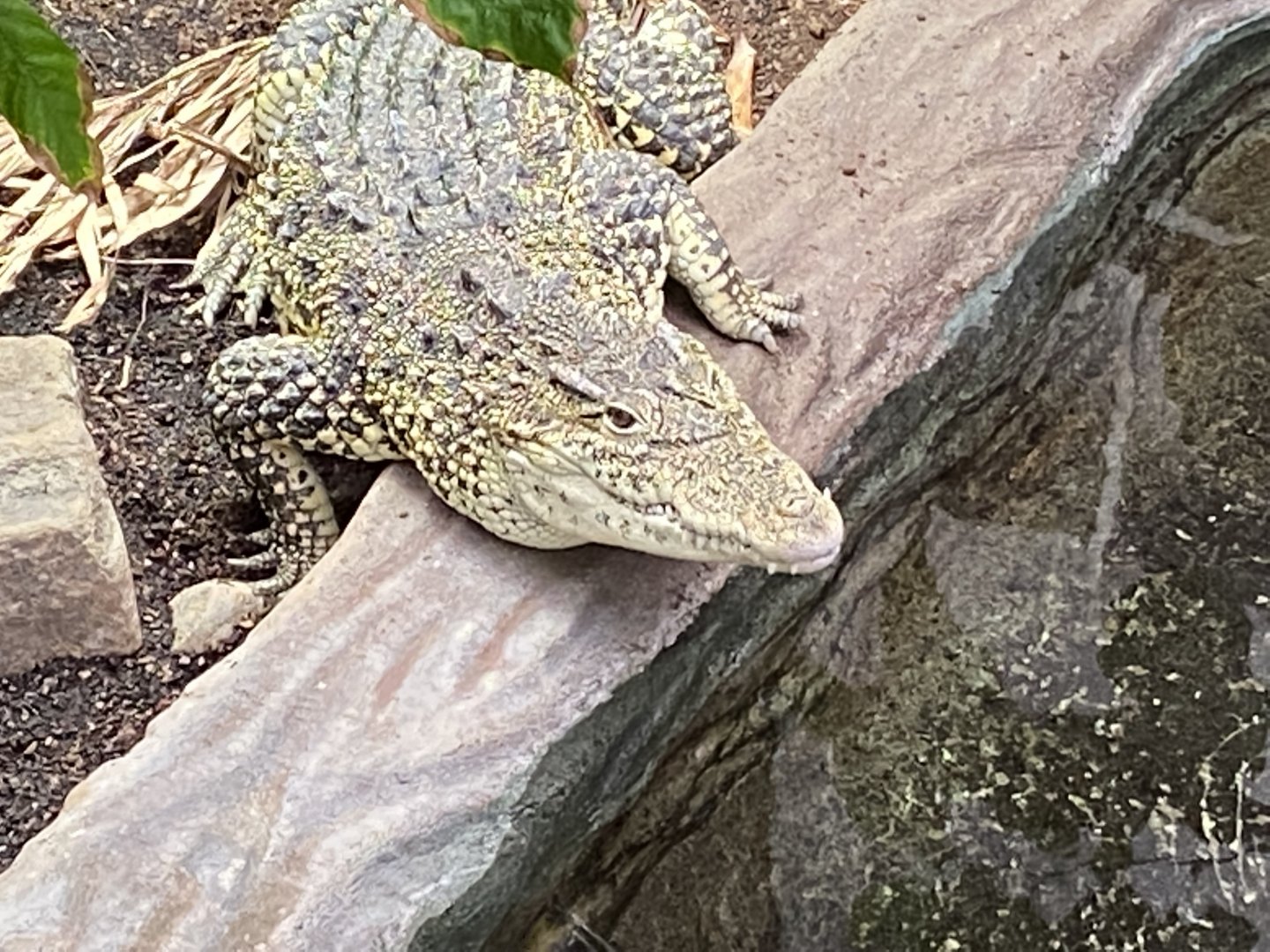 Crocodile Swamp - Cuban crocodile 201121