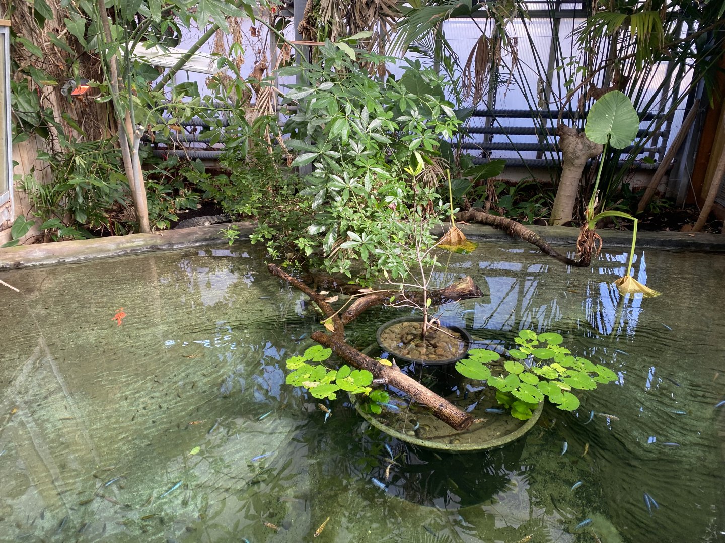 Crocodile Swamp - Cuban crocodile and Alligator snapping turtle exhibit 240222