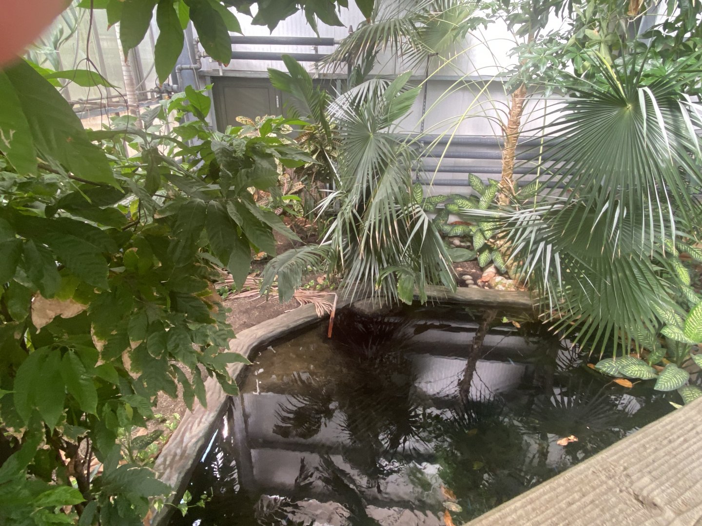 Crocodile Swamp - Cuban crocodile exhibit 030925