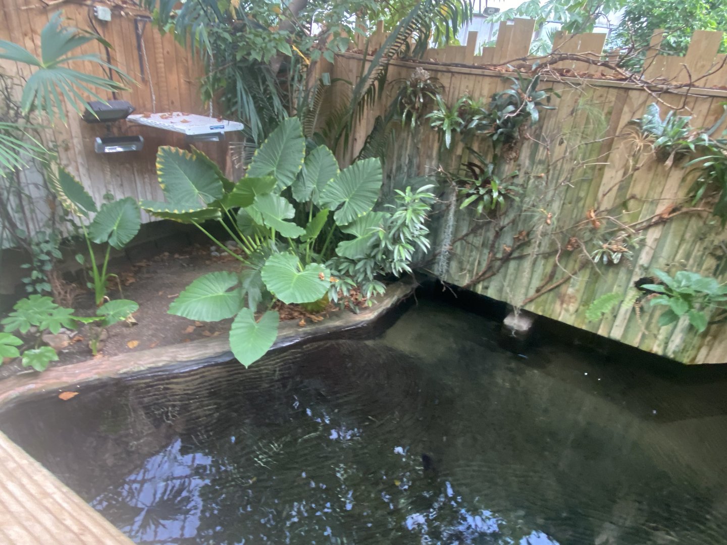 Crocodile Swamp - Cuban crocodile exhibit 030925