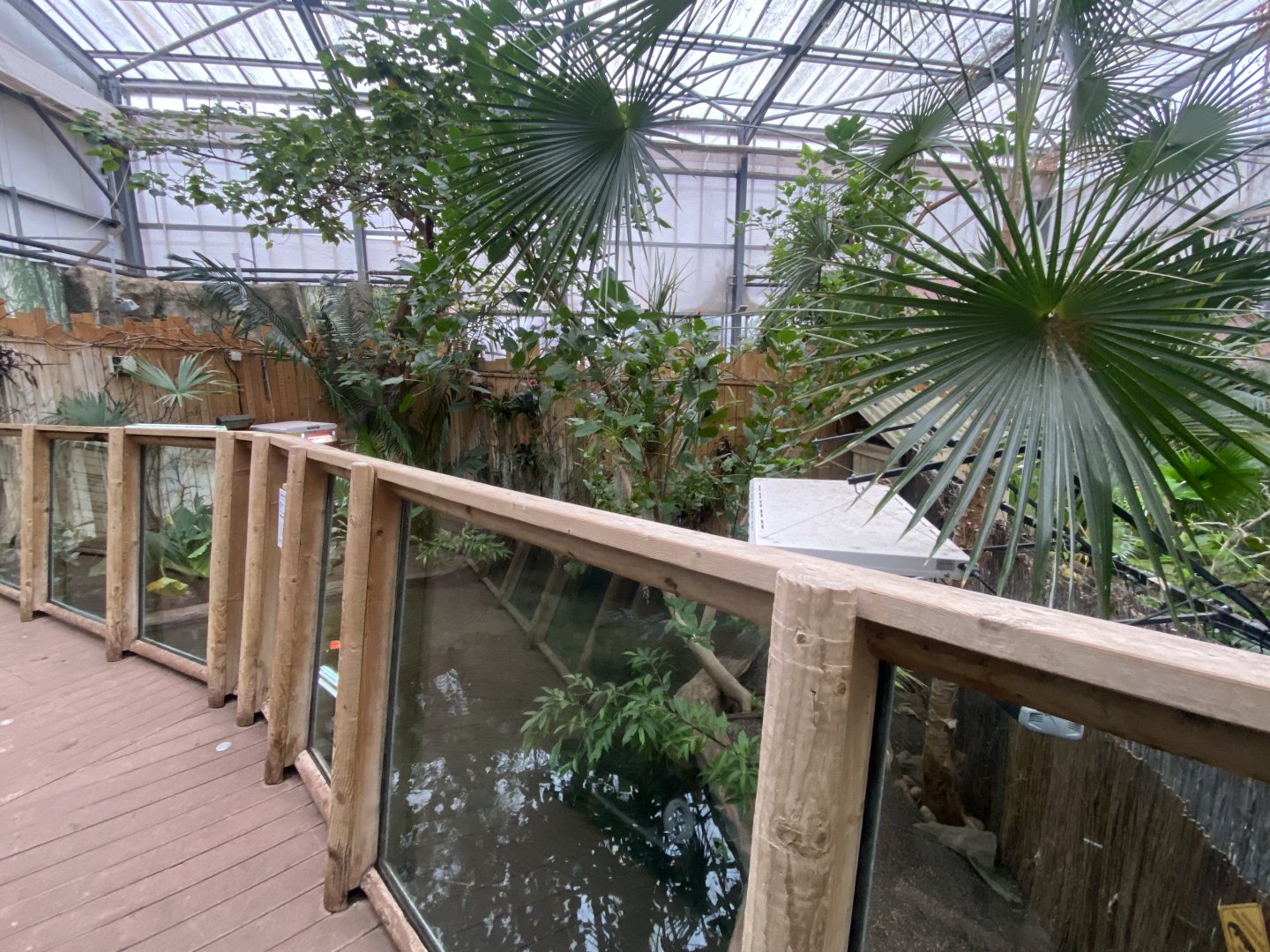 Crocodile Swamp - Cuban crocodile exhibit 140225