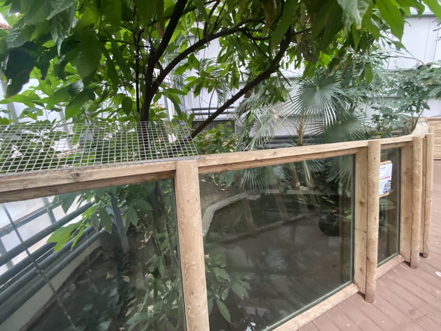 Crocodile Swamp - Cuban crocodile exhibit 140225