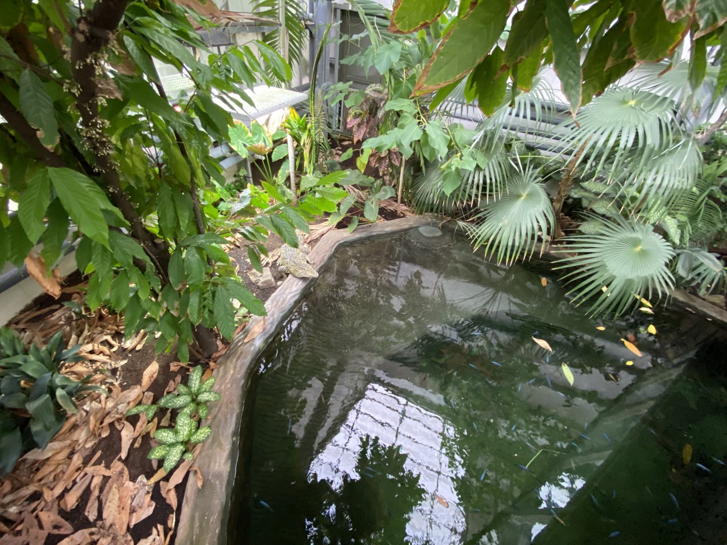 Crocodile Swamp - Cuban crocodile exhibit 201121