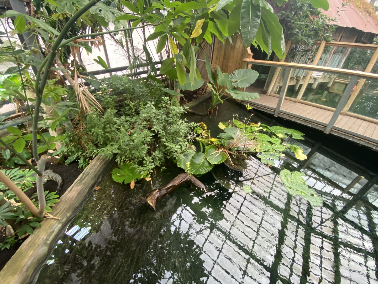 Crocodile Swamp - Cuban crocodile exhibit 201121