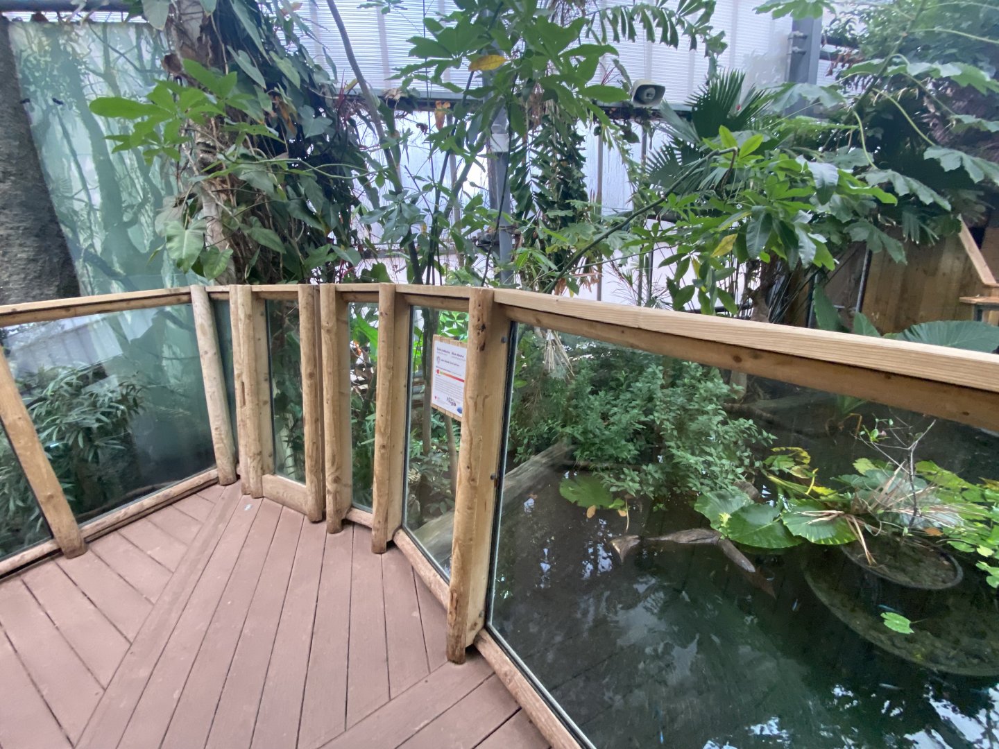 Crocodile Swamp - Cuban crocodile exhibit 201121