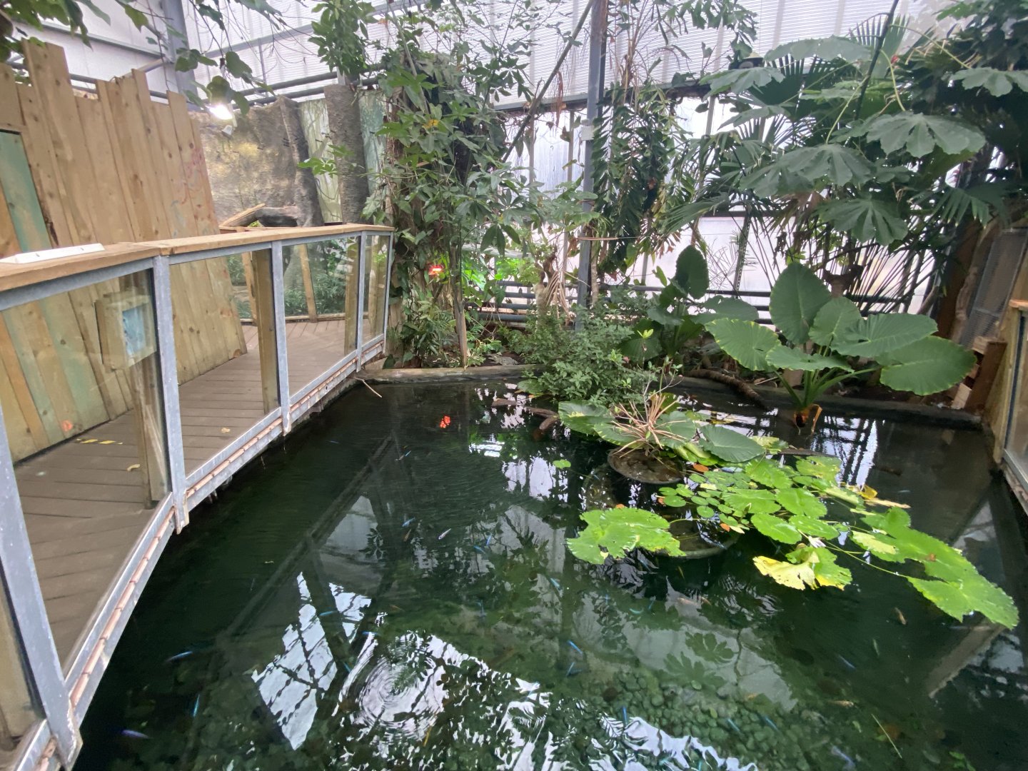 Crocodile Swamp - Cuban crocodile exhibit 201121