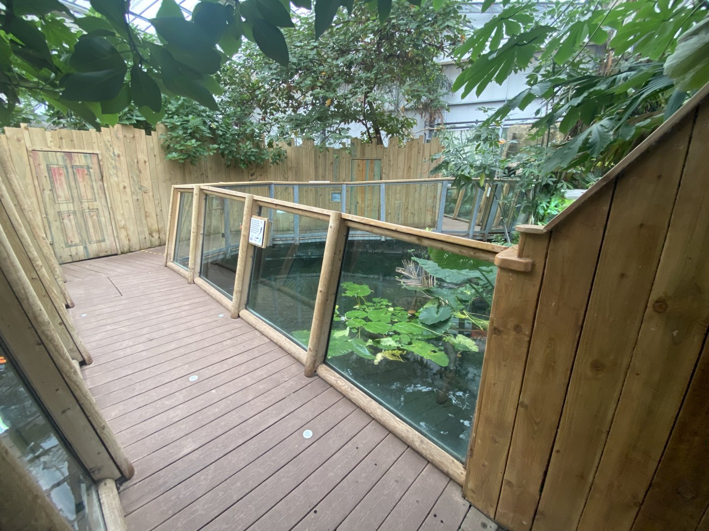 Crocodile Swamp - Cuban crocodile exhibit 201121