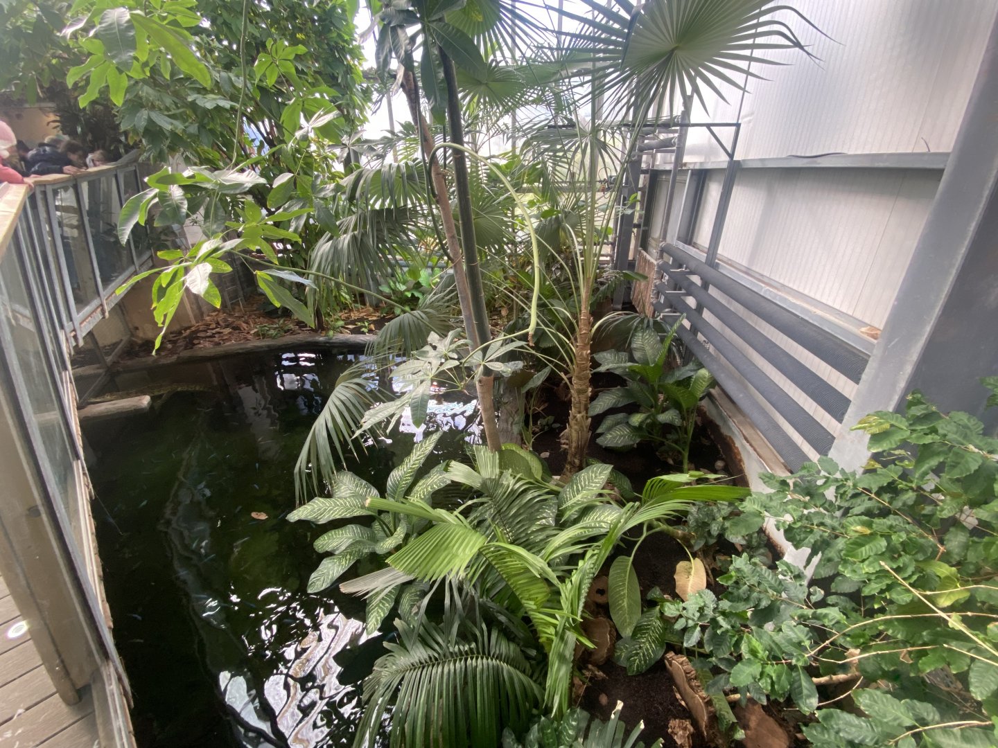 Crocodile Swamp - Cuban crocodile exhibit 240222