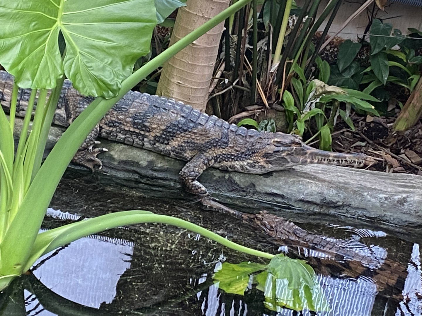 Crocodile Swamp - False gharial 181020