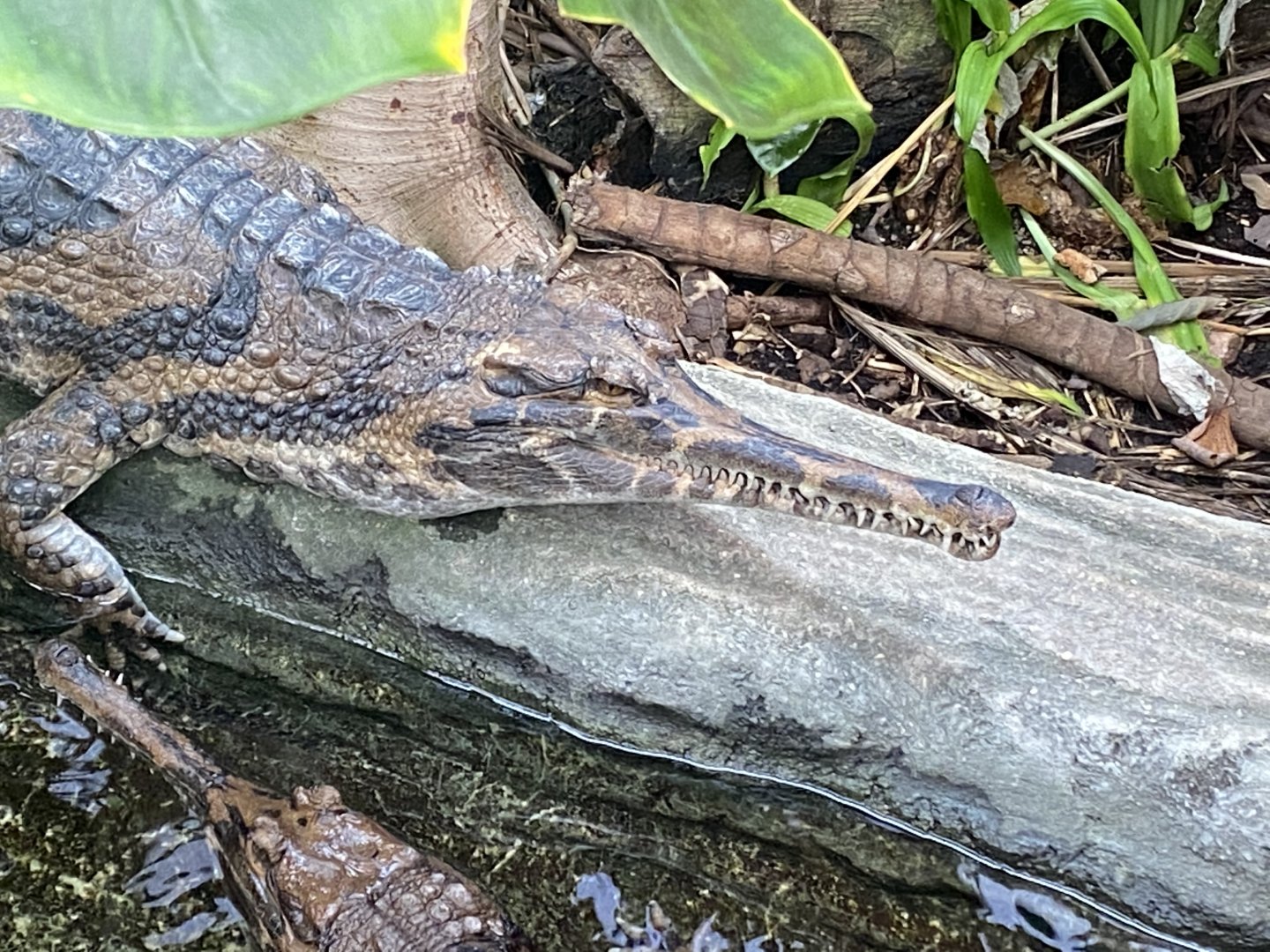 Crocodile Swamp - False gharial 181020