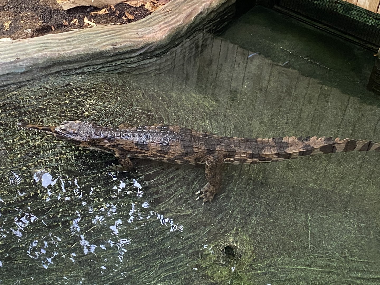Crocodile Swamp - False gharial 201121