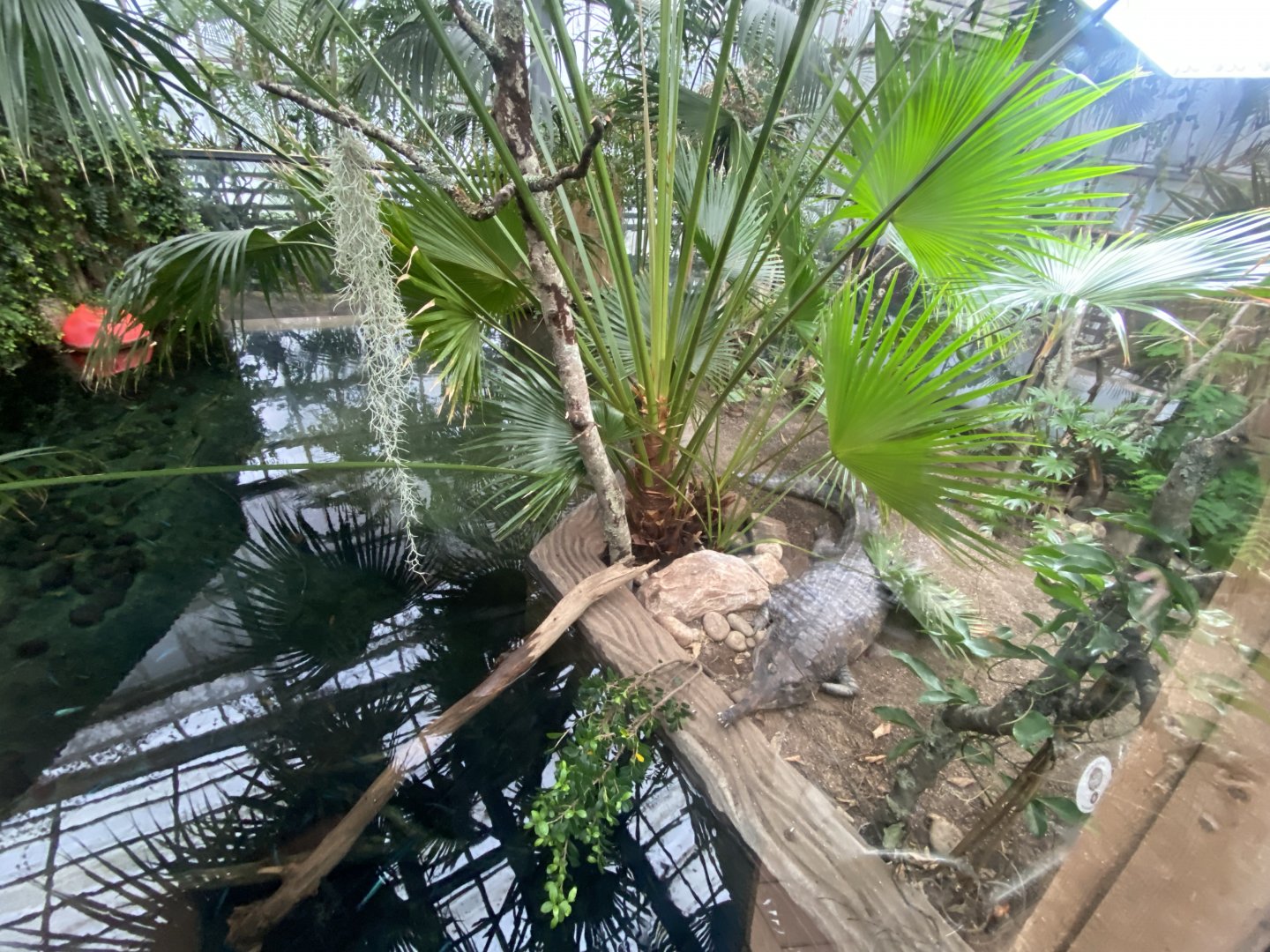 Crocodile Swamp - False gharial exhibit 140225