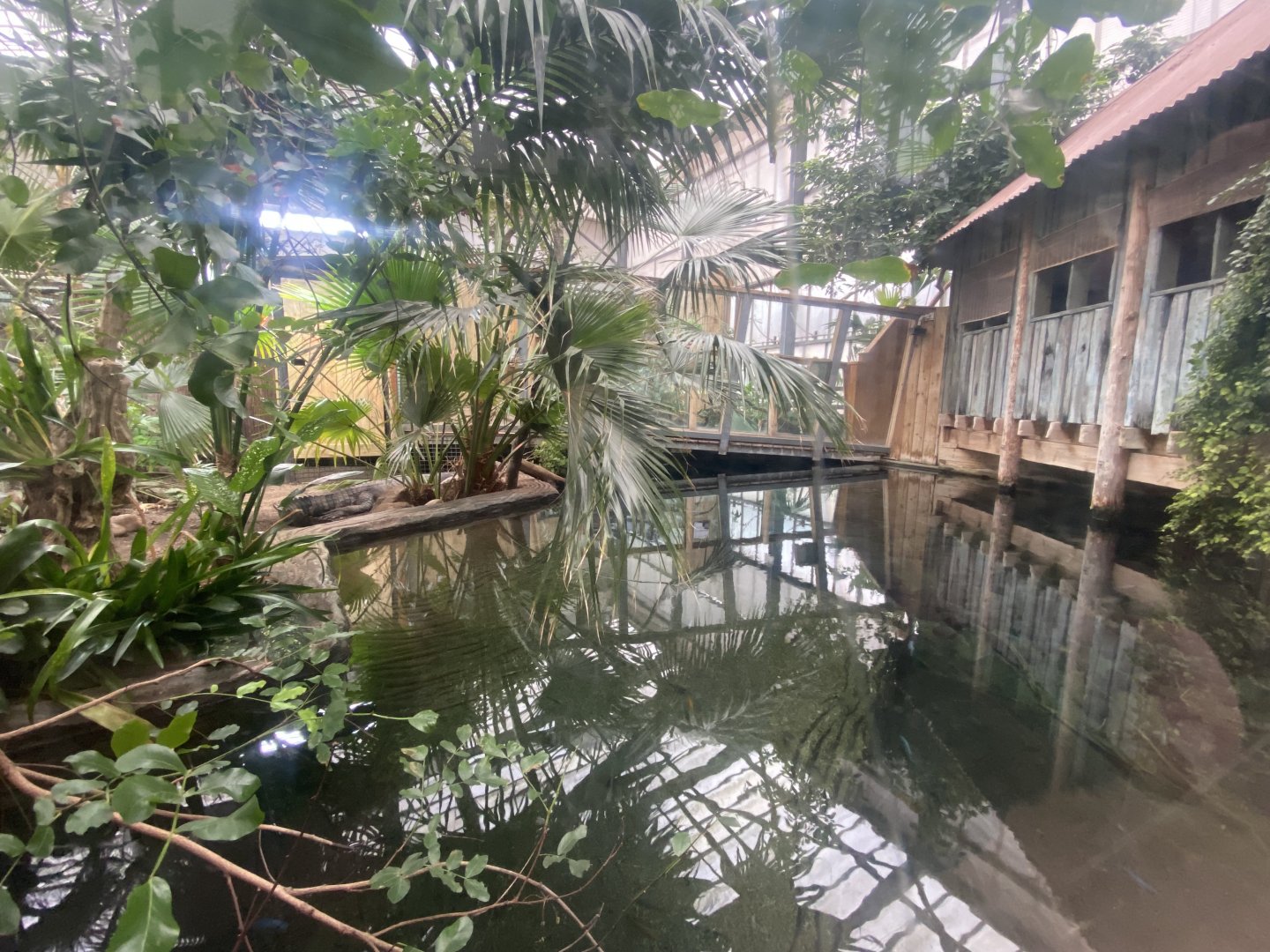 Crocodile Swamp - False gharial exhibit 140225