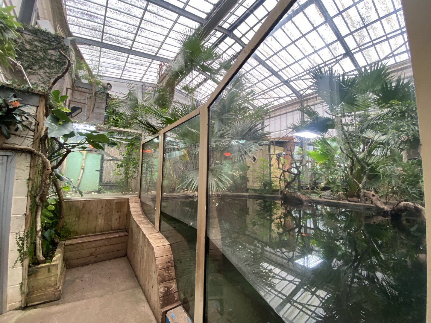 Crocodile Swamp - False gharial exhibit 140225