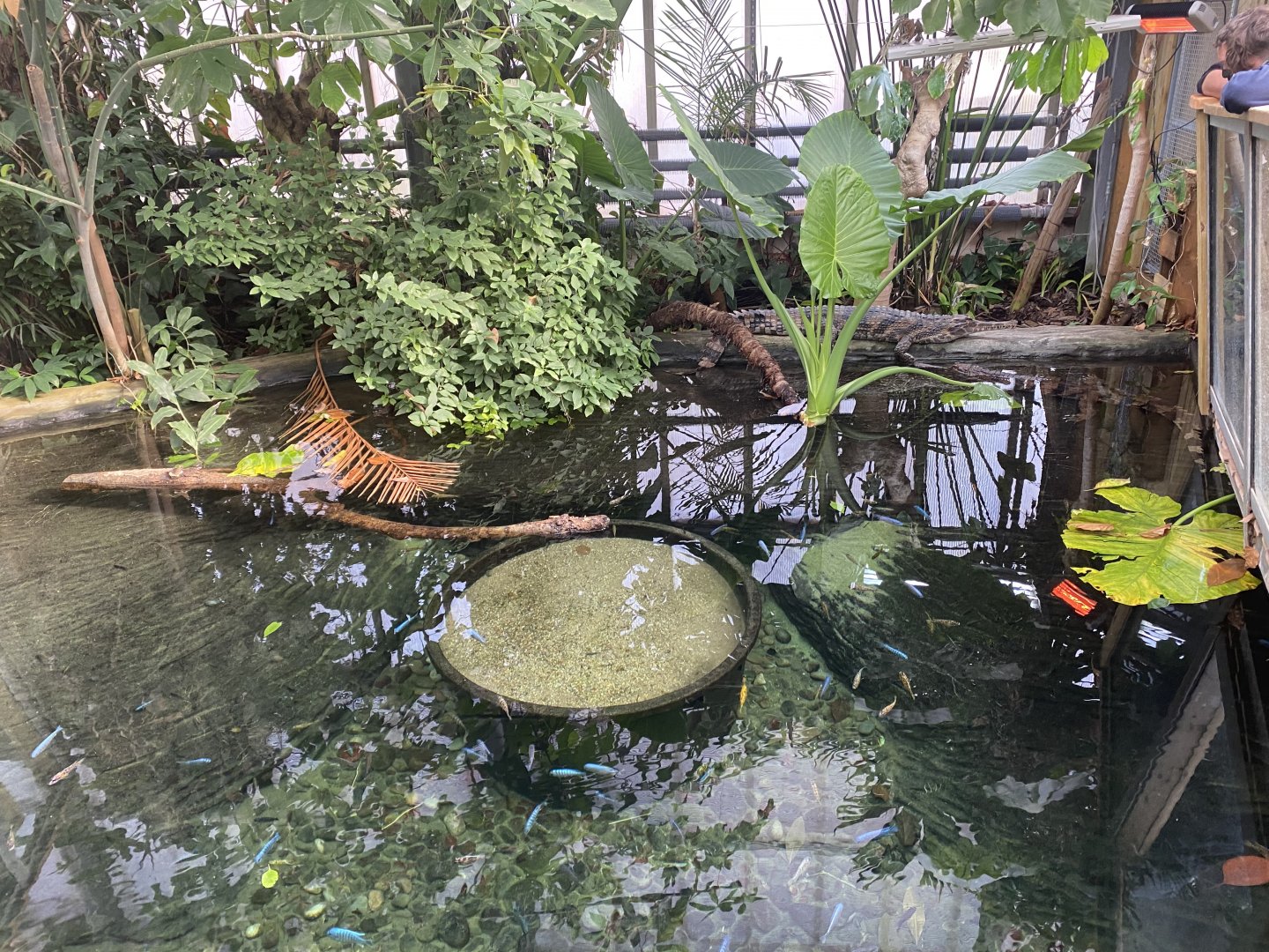 Crocodile Swamp - False gharial exhibit 181020