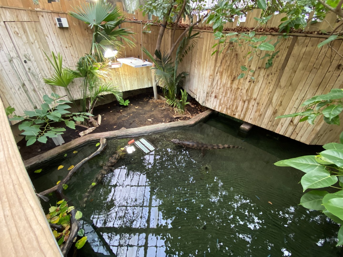 Crocodile Swamp - False gharial exhibit 201121