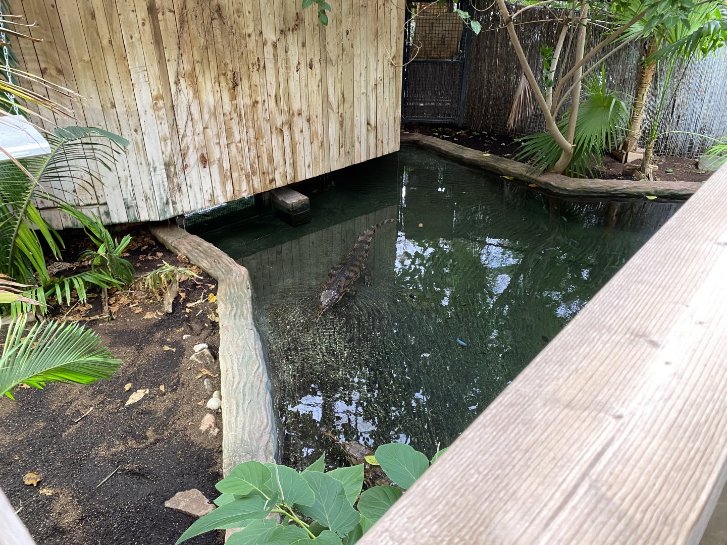 Crocodile Swamp - False gharial exhibit 201121
