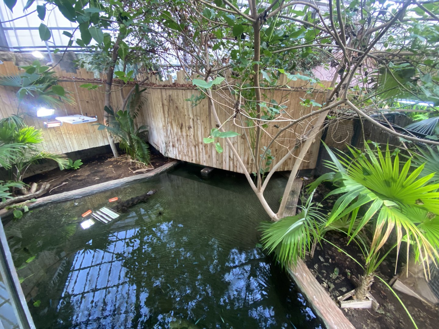 Crocodile Swamp - False gharial exhibit 240222