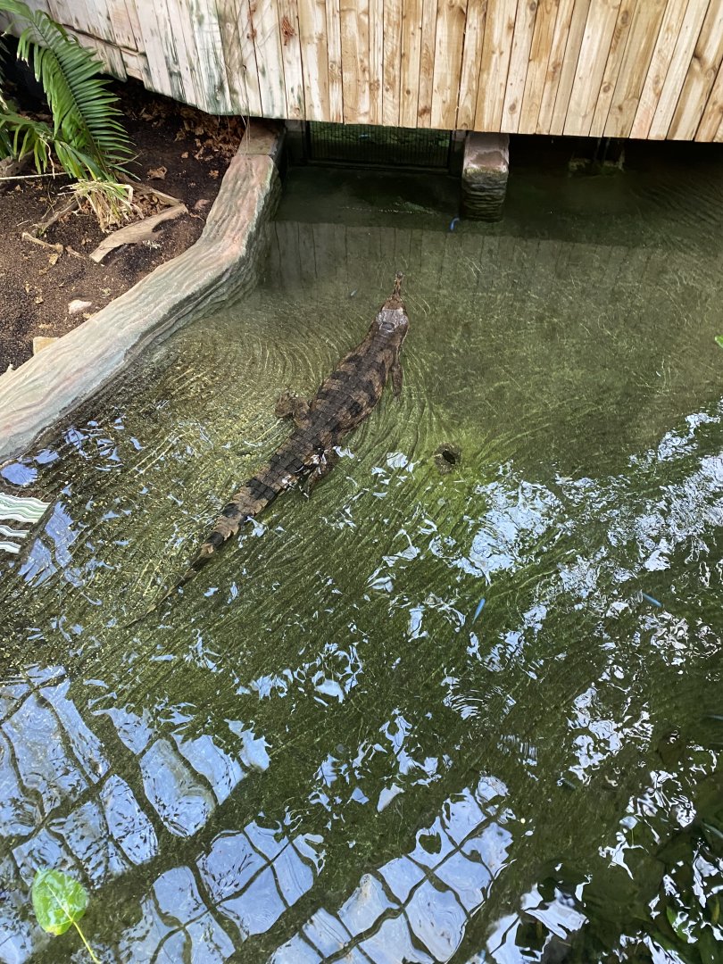 Crocodile Swamp - False gharial exhibit 240222