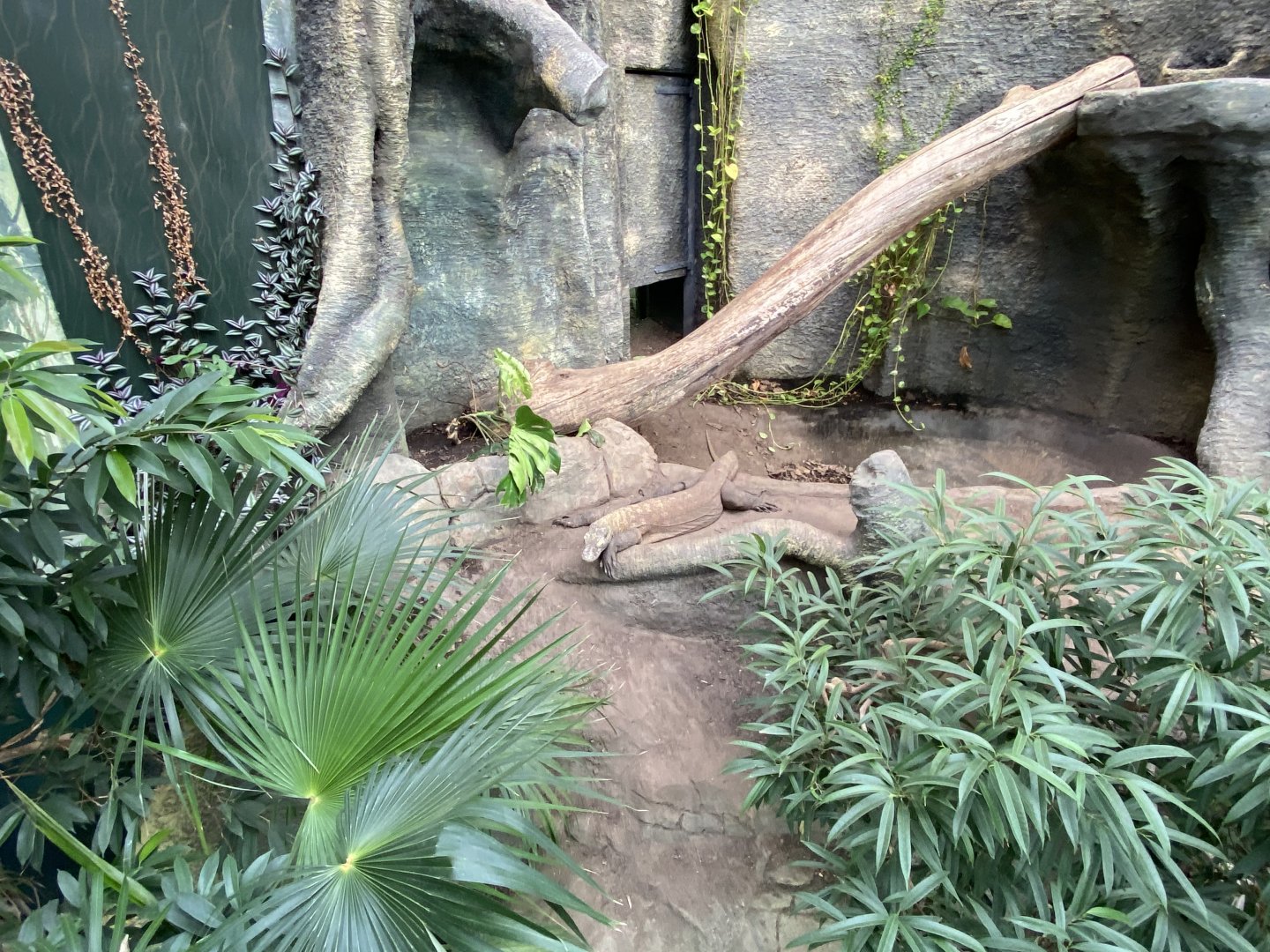 Crocodile Swamp - Komodo Dragon 181020