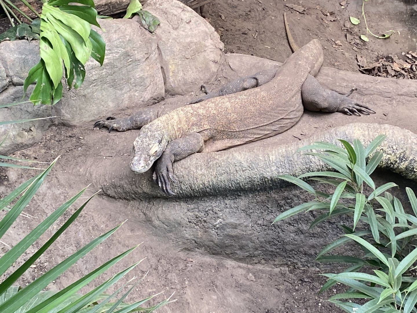 Crocodile Swamp - Komodo Dragon 181020