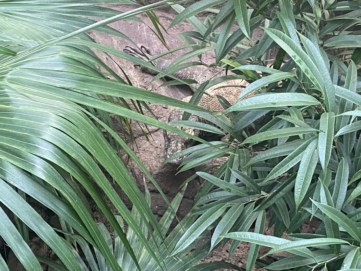 Crocodile Swamp - Komodo dragon 201121