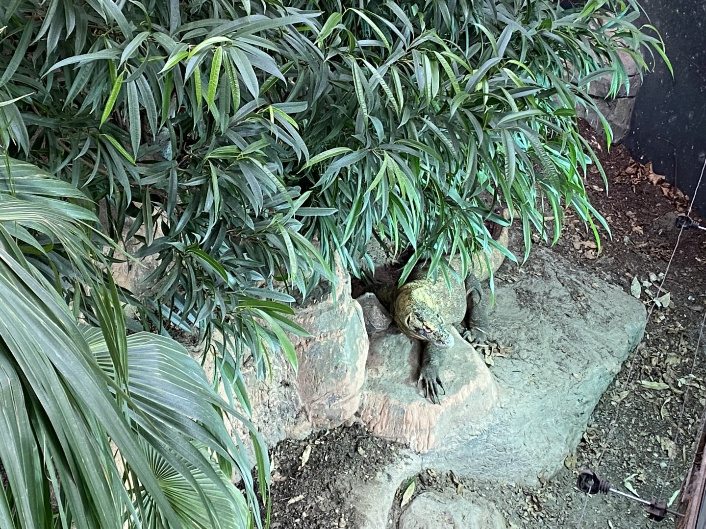 Crocodile Swamp - Komodo dragon 240222