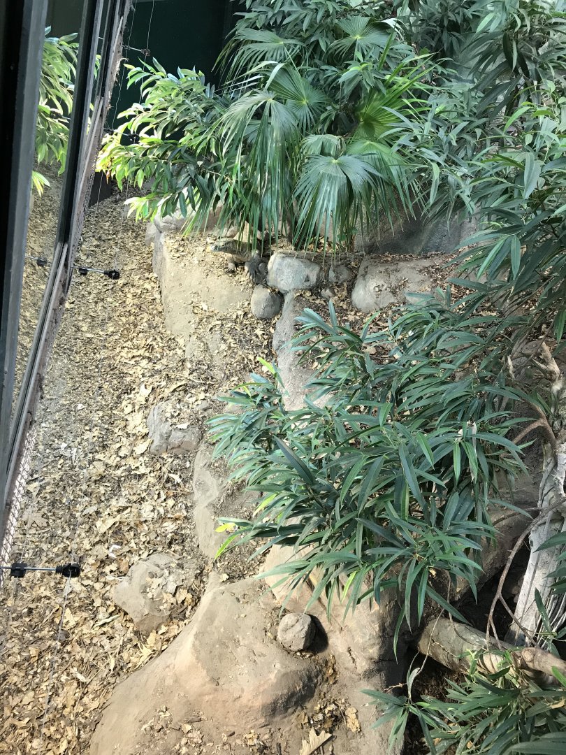 Crocodile Swamp - Komodo dragon exhibit 050119