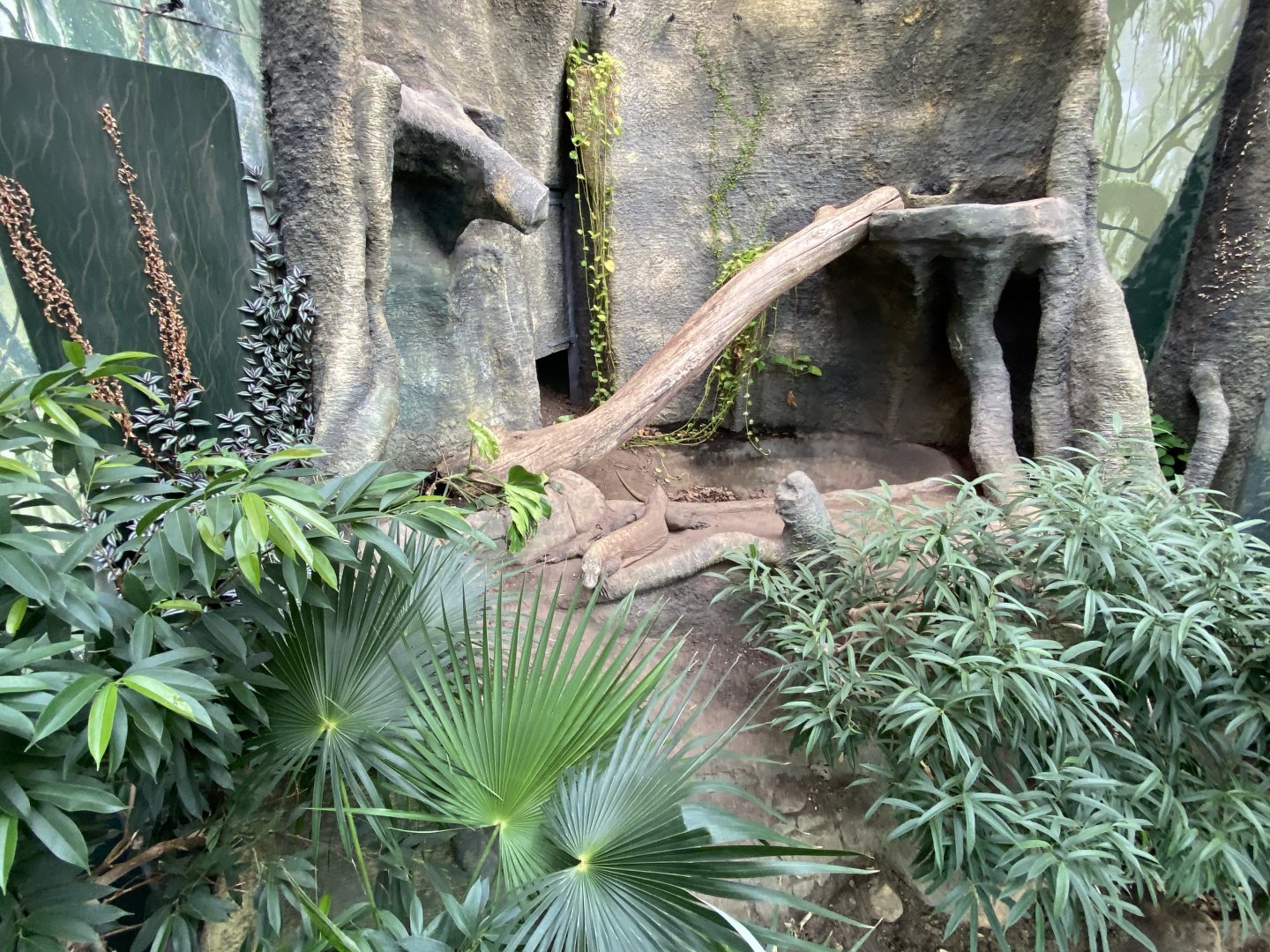 Crocodile Swamp - Komodo Dragon exhibit 181020