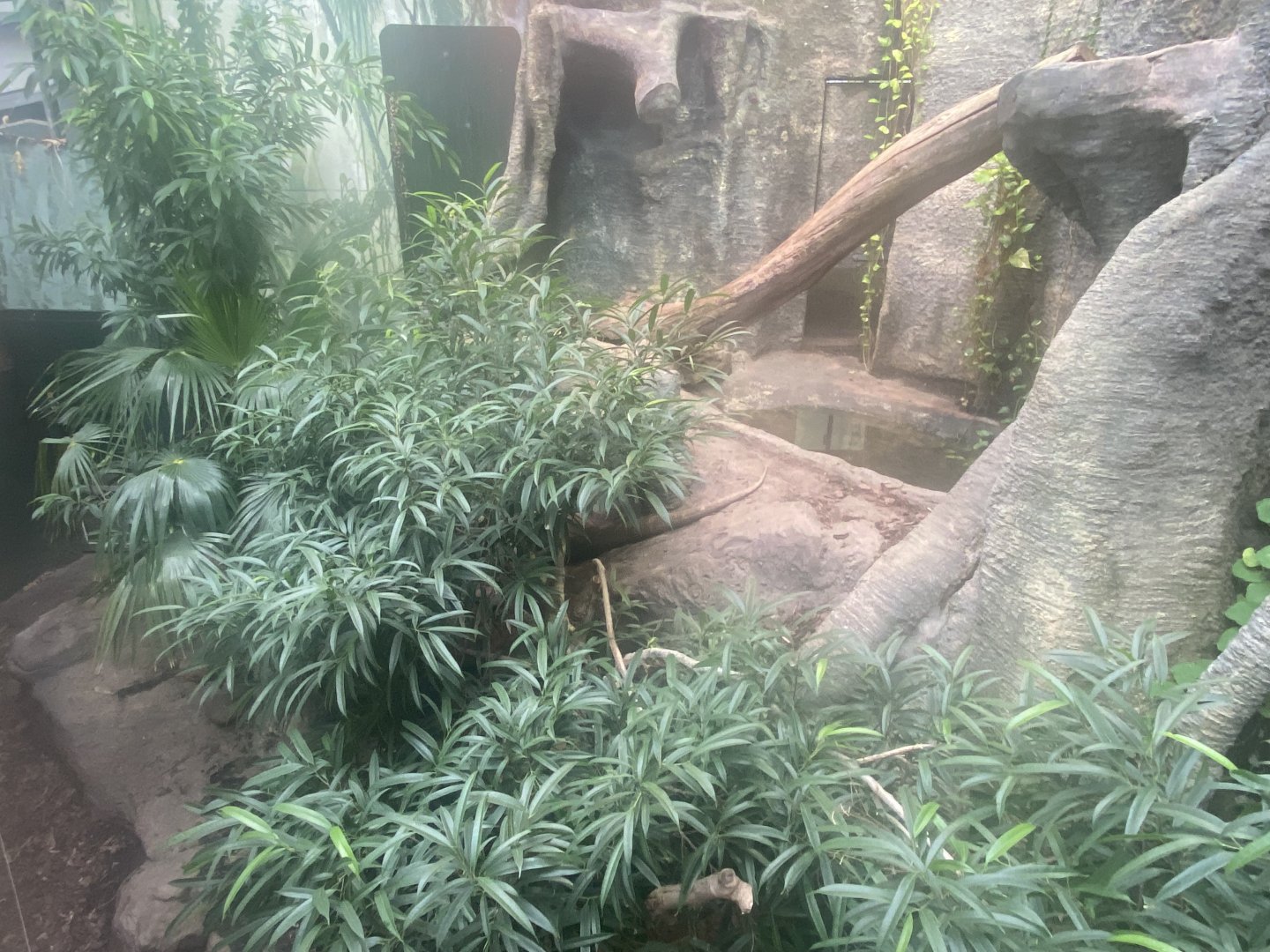 Crocodile Swamp - Komodo dragon exhibit 201121