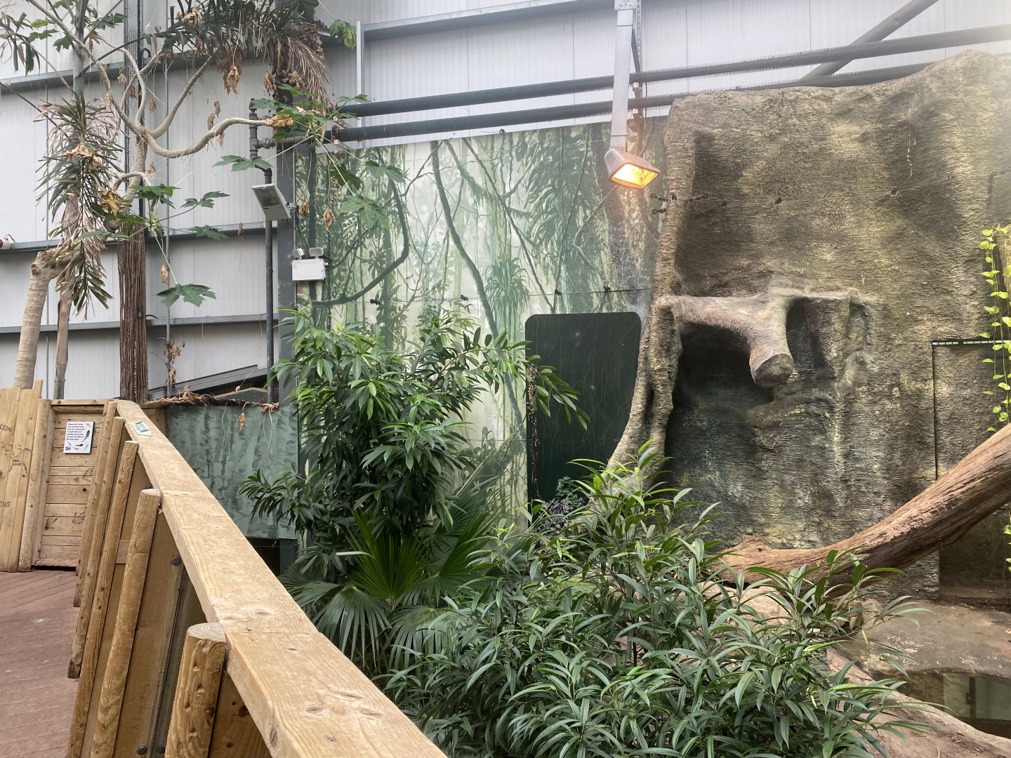 Crocodile Swamp - Komodo dragon exhibit 201121