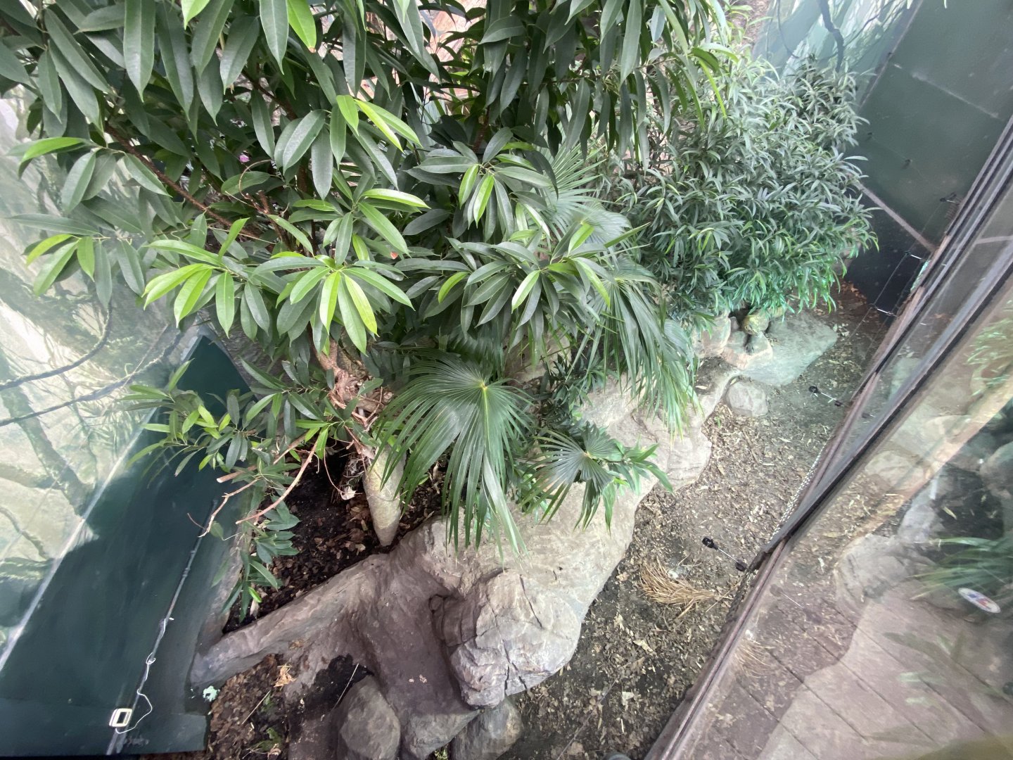 Crocodile Swamp - Komodo dragon exhibit 240222