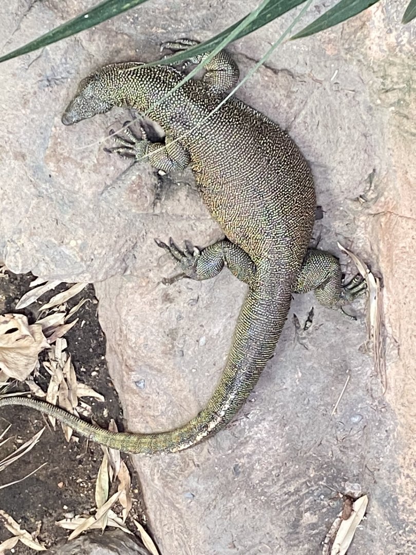 Crocodile Swamp - Mangrove monitor 030925