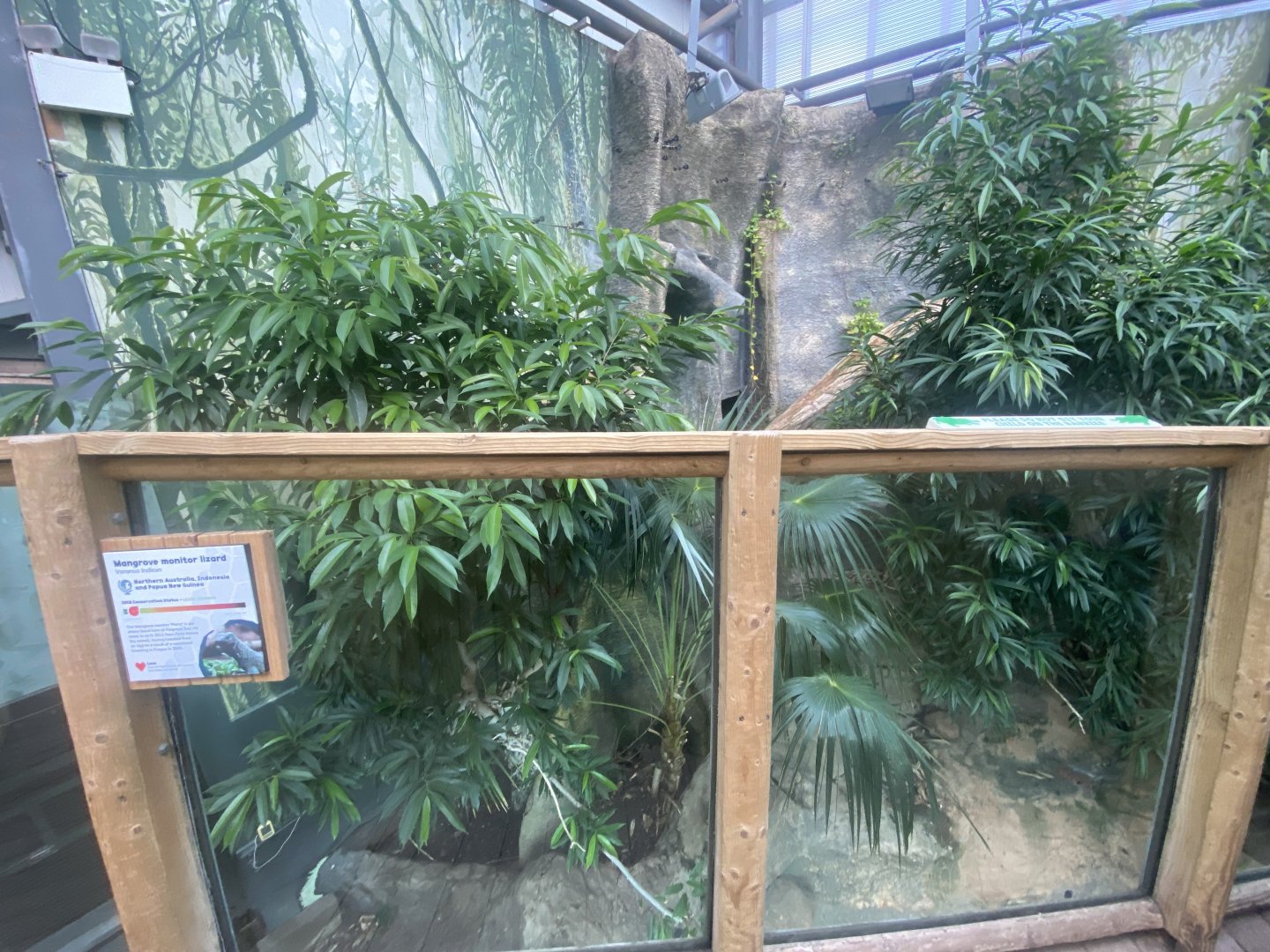 Crocodile Swamp - Mangrove monitor exhibit 030925