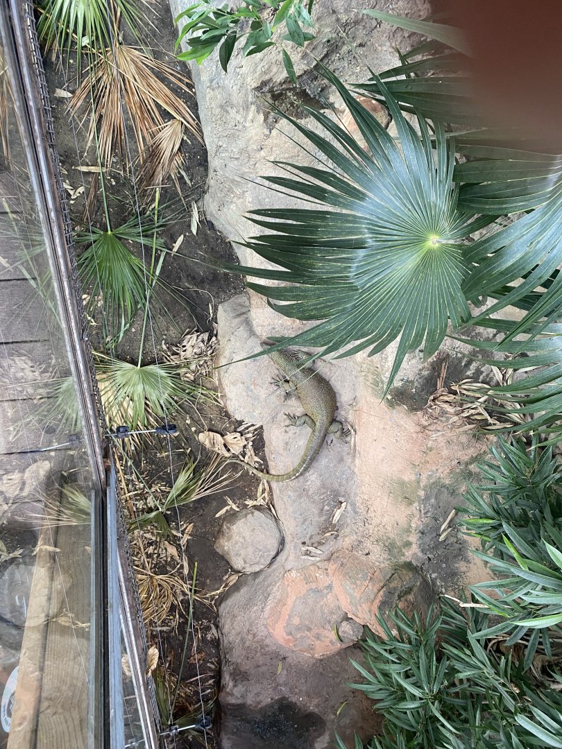 Crocodile Swamp - Mangrove monitor exhibit 030925