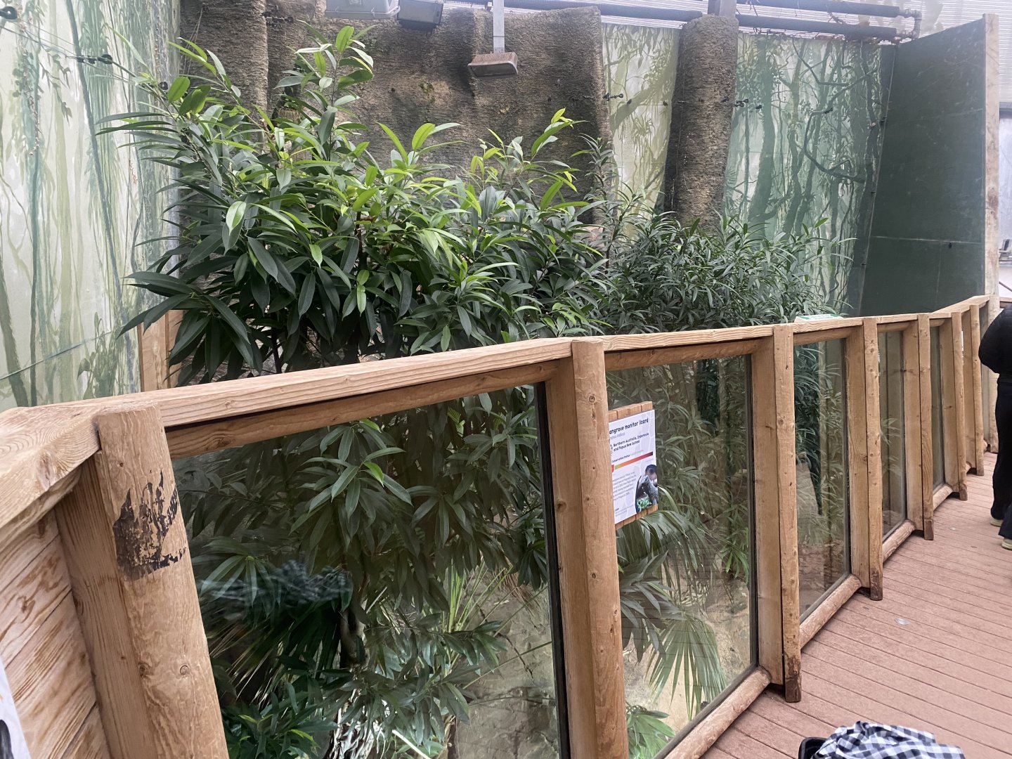 Crocodile Swamp - Mangrove monitor exhibit 140225