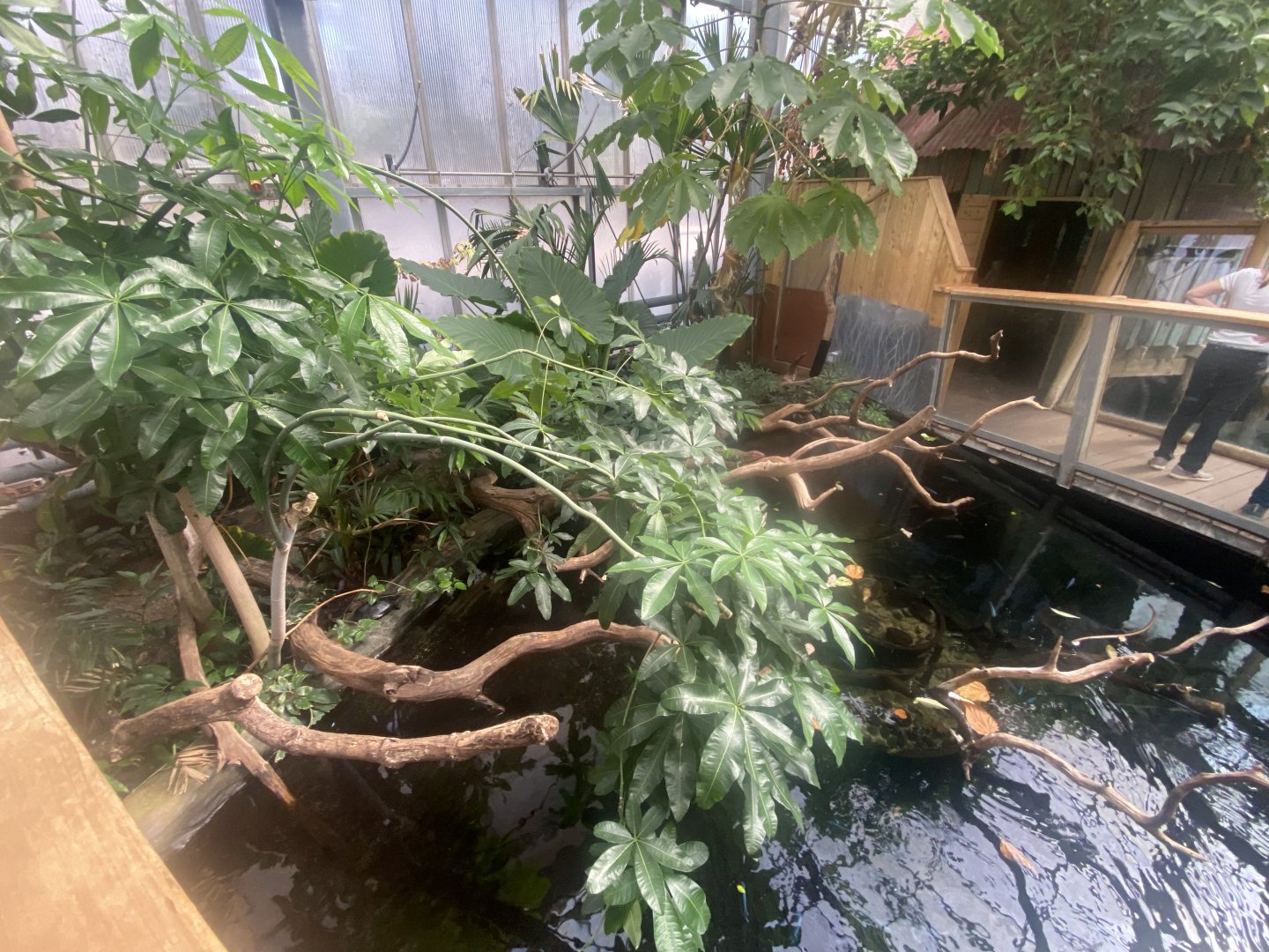 Crocodile Swamp - Mixed exhibit 030925