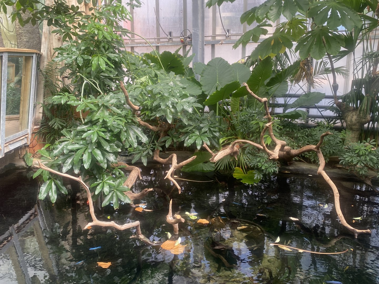 Crocodile Swamp - Mixed exhibit 030925