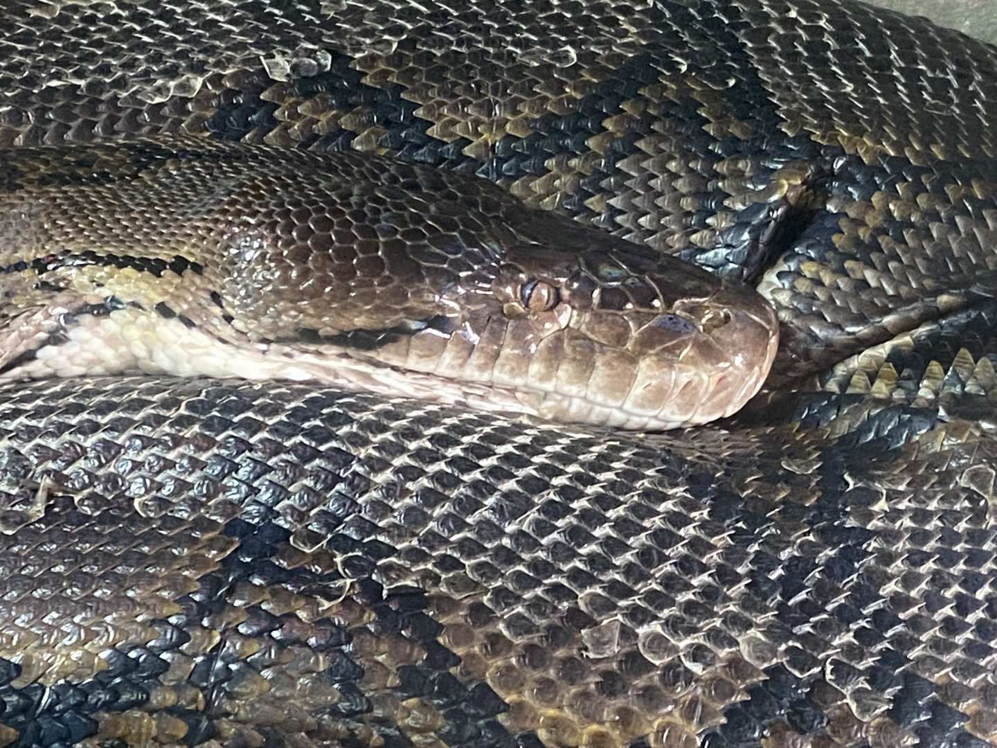 Crocodile Swamp - Reticulated python 030925