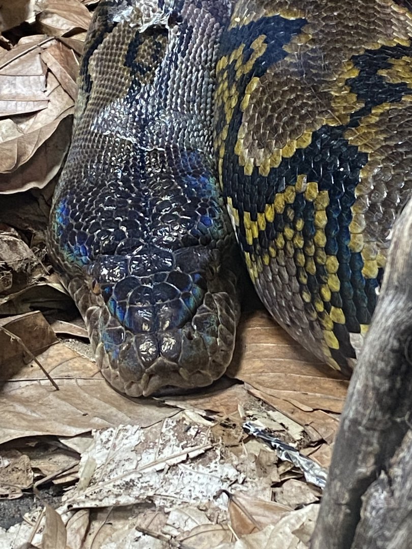 Crocodile Swamp - Reticulated python 140225